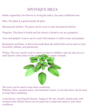 Indian nettle, Indian copperleaf uses and benefits