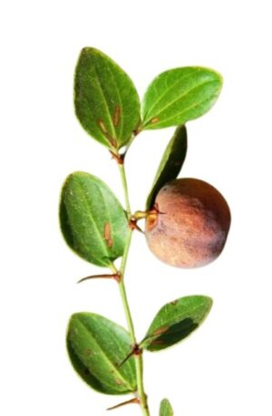 Ziziphus uses and benefits