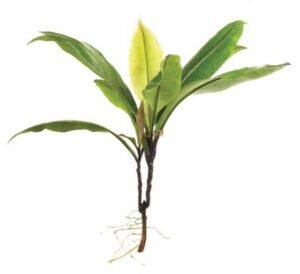 Labisia pumila uses and benefits