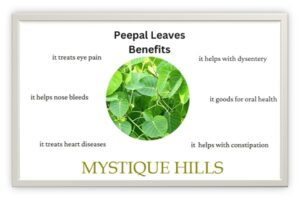 Sacred Fig Tree leaves, bark and fruits uses and benefits