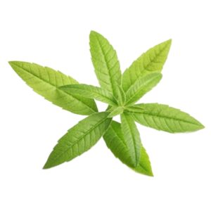 Lemon verbena powder Uses and benefits