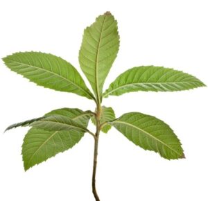 Eriobotrya japonica leaves and fruit uses and benefits