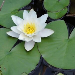 Nymphaea lotus uses and benefits