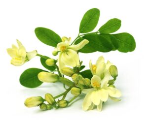 Moringa oleifera uses and benefits