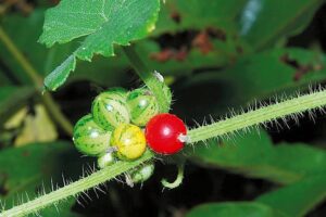 Cucumis maderaspatanus L uses and benefits