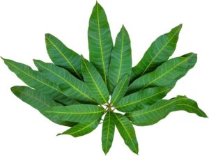 Mango leaves uses and benefits