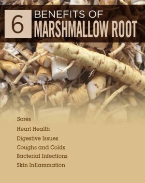 Althaea officinalis uses and benefits