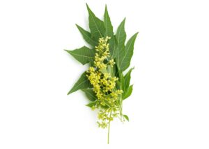 Azadirachta indica uses and benefits
