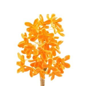 Osmanthus oil uses and benefits