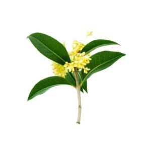 Osmanthus uses and benefits