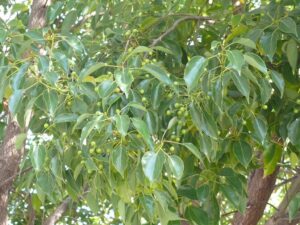 Pachai karpooram uses and benefits