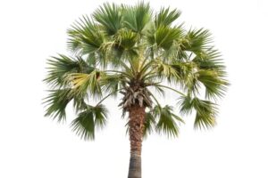 Borassus flabellifer uses and benefits