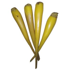 Borassus flabellifer Sprouts uses and benefits