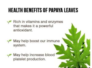 Mystique Papaya leaf uses and benefits
