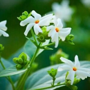 Nyctanthes arbor-tristis uses and benefits