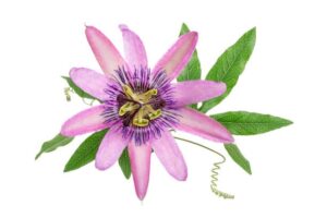 Passiflora incarnata L. uses and benefits