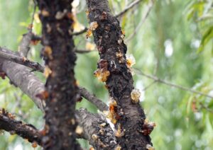 Prunus persica uses and benefits