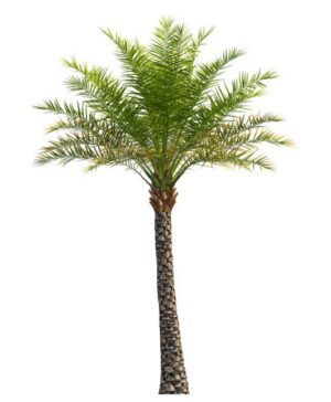 Phoenix sylvestris uses and benefits