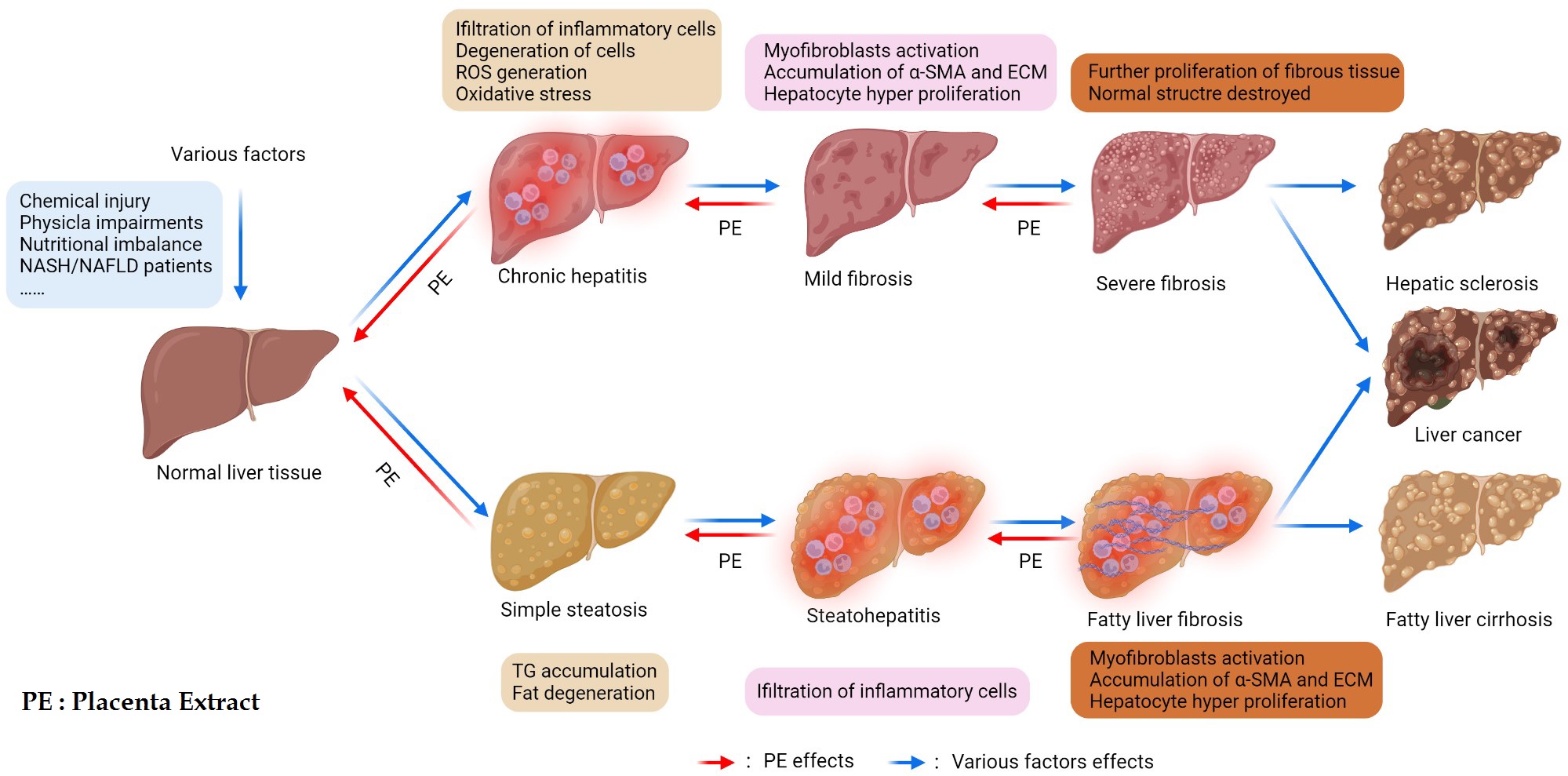 Goat Palcenta uses and benefits