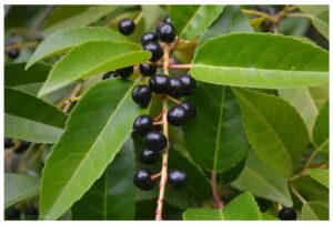 Prunus africana uses and benefits