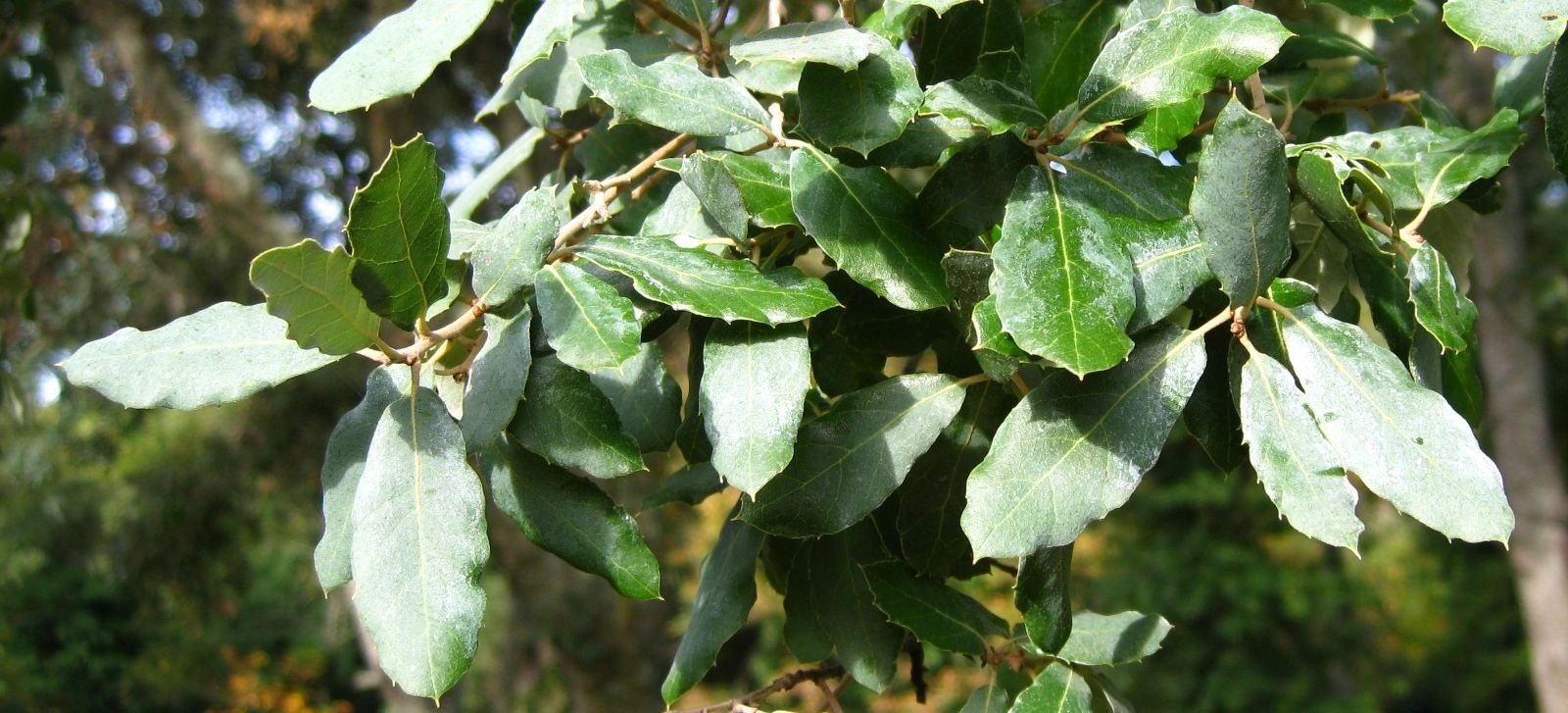 Cork Tree uses and benefits