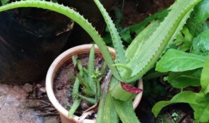 Sivappu vari kathazhai uses and benefits