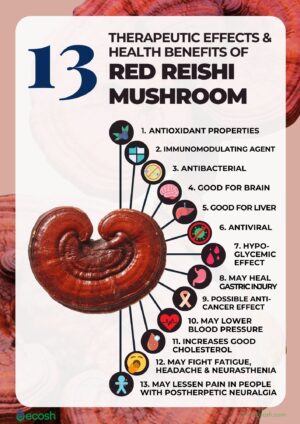 Reishi Mushroom, Ganoderma lucidum uses and benefits