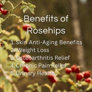 Rose hip berries uses and benefits