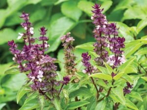 Sabja seeds uses and benefits