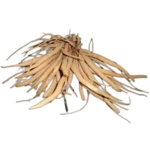 Asparagus racemosus uses and benefits