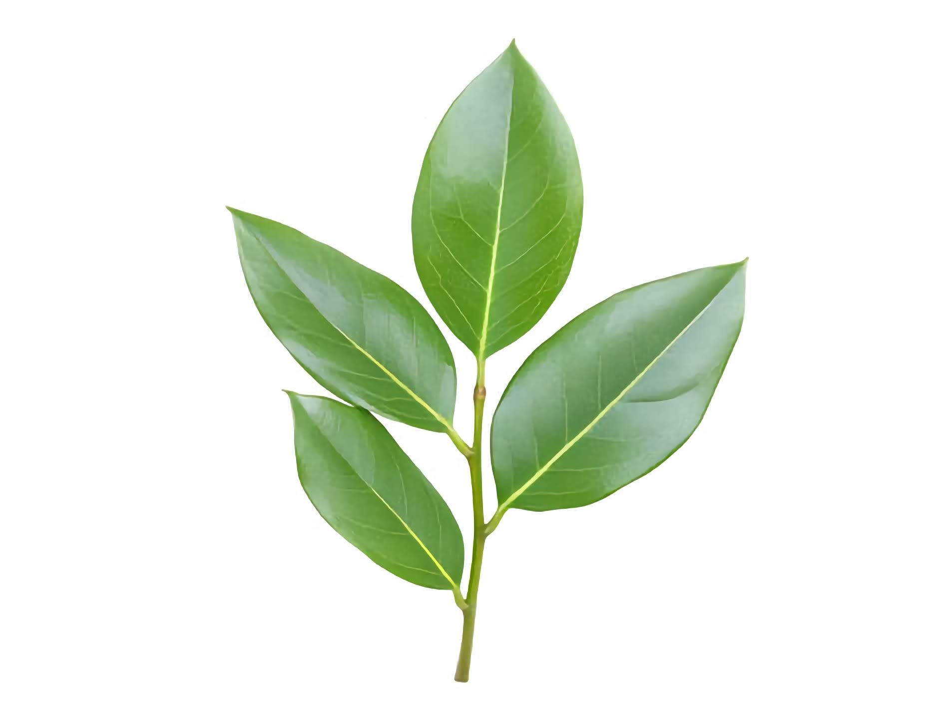 Annona muricata L uses and benefits