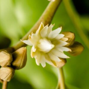 Mimusops elengi uses and benefits