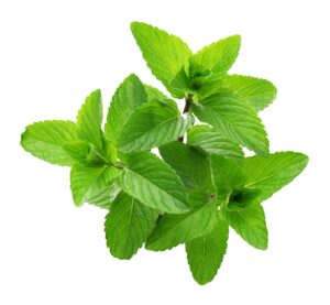 Mentha spicata uses and benefits