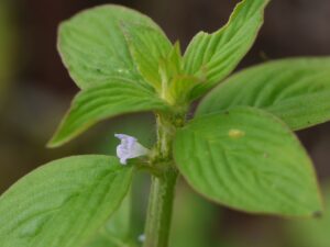 Shaggy Buttonweed uses and benefits