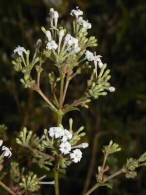 Spermadictyon suaveolens uses and benefits