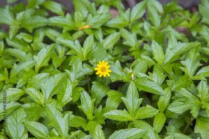 Sphagneticola trilobata uses and benefits