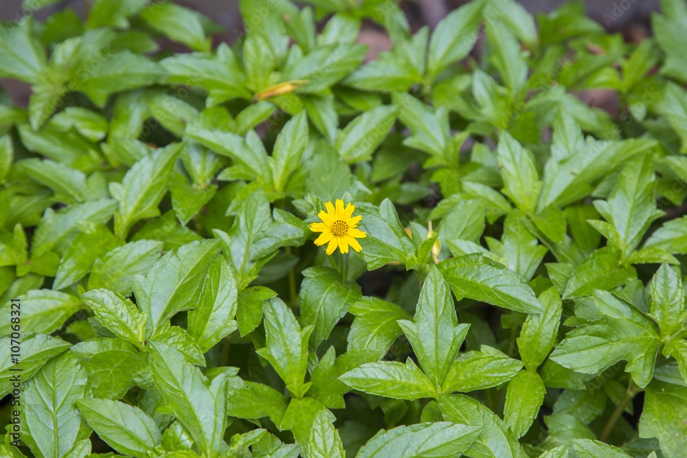 Sphagneticola trilobata uses and benefits