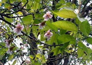 Stereospermum chelonoides (pink) uses and benefits