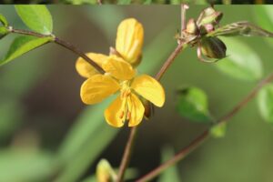 Senna auriculata uses and benefits