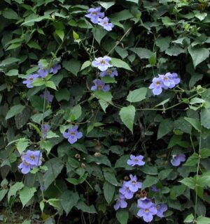 Thunbergia grandiflora uses and benefits