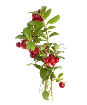 Arctostaphylos uva-ursi berries uses and benefits