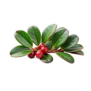 Arctostaphylos uva-ursi leaves uses and benefits