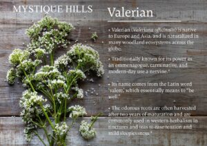 Valerian root uses and benefits