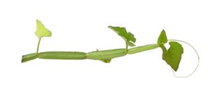 Cissus quadrangularis uses and benefits