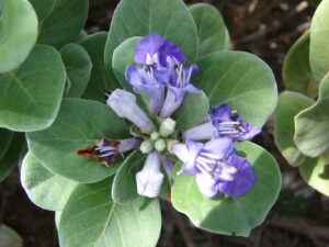 Beach Vitex, Vitex rotundi, andhaman nochi-