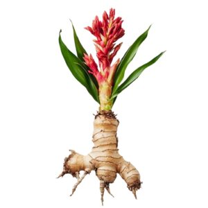 Curcuma zedoaria uses and benefits