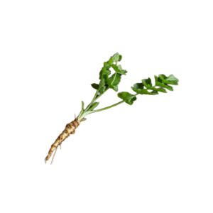 Wild parsnip uses and benefits