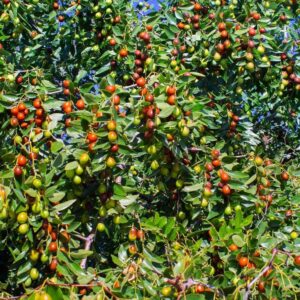 Indian Ber fruit preserve (Jujube) uses and benefits