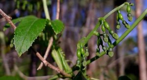 Cayaponia tayuya uses and benefits