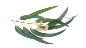 Eucalyptus uses and benefits
